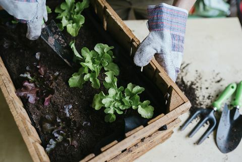 Pessoa que planta alface em uma caixa de madeira