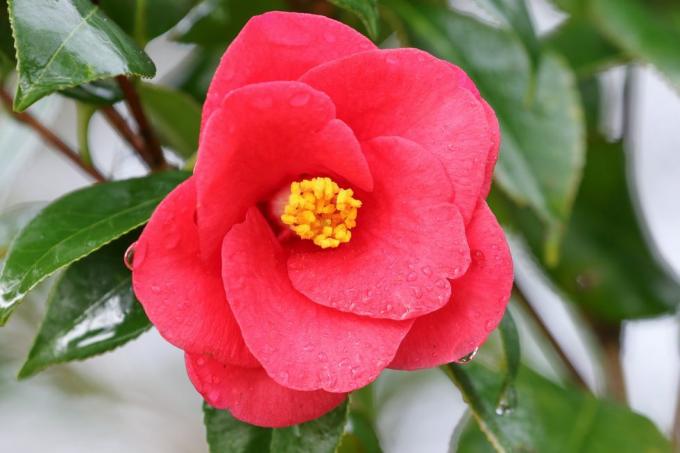 Camellia japonica