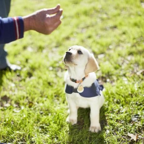 adote um cão-guia