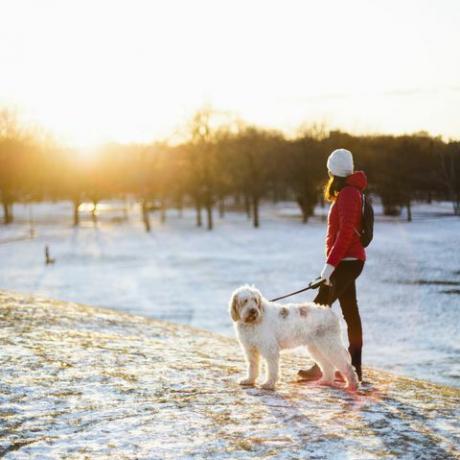 cachorro andando no inverno