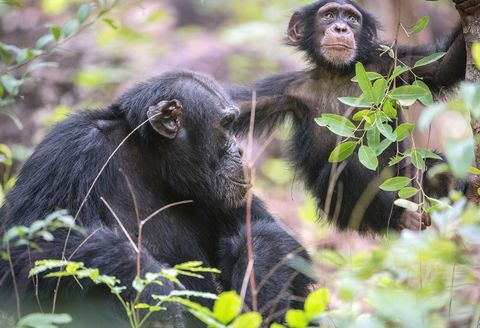 Dinastias David, o chimpanzé