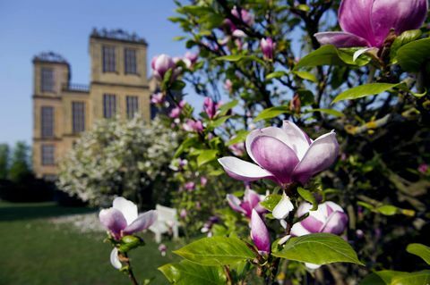 Magnólias de Hardwick Hall © Imagens do National Trust John Millar