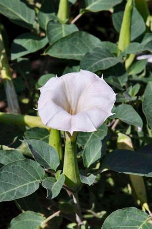 Flor, batata-doce selvagem, Datura, Datura inoxia, Planta, Planta com flores, Família de glória da manhã, Solanales, glória da manhã, Folha, 