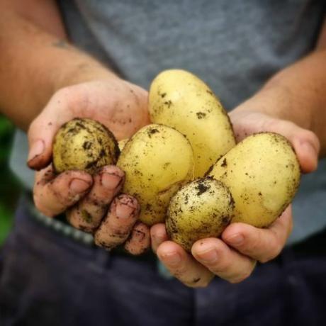 como cultivar batatas