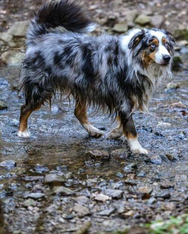 cachorro andando no rio