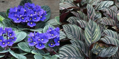 violetas africanas e calathea