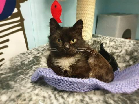 RSPCA procurando pessoas para tricotar cobertores para gatos