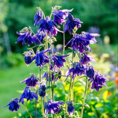 Flores de Aquilegia vulgaris (aquilégia européia, aquilégia comum, touca da vovó, gorro da vovó)