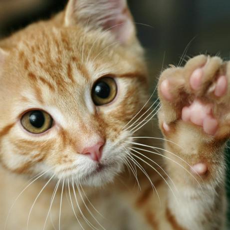 Gato, Mamífero, Vertebrado, Bigodes, Gatos de pequeno a médio porte, Felidae, Gato malhado, Carnívoro, Gatinho, Close-up, 