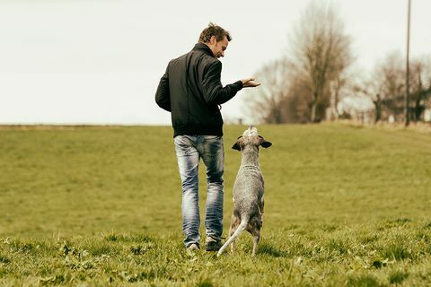 Incentivar cães de estimação ajuda-os a ser melhores na resolução de problemas - Dog Training Tips