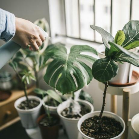 plantas de casa