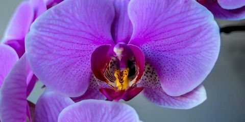 flor da orquídea