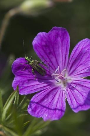 besouro de flores de pernas grossas oedemera nobilis macho em gerânio sanguineum