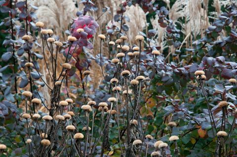 exposição de flores de chelsea 2021