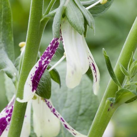 como cultivar dedaleiras