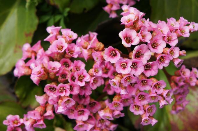 Flores vermelhas de bergenia crassifolia ou eather bergenia ou porco guincho com verde close-up