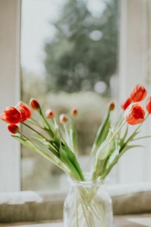 tulipas vermelhas em um vaso contra uma janela