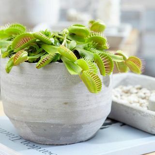 Planta Carnívora de Interior em Vaso de 9cm - Armadilha de Vênus 'Dionea Muscipula'