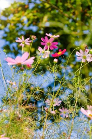 Flores silvestres florescendo no campo